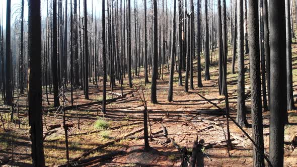 Aerial shot flying through burned trees after massive wildfire. alt