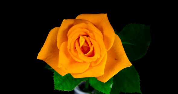 Time lapse of orange rose opening flower alt