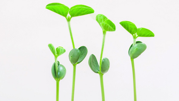 Soybean Growing 4 alt