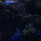 Underwater Scene With Fishes And Corals - VideoHive Item for Sale
