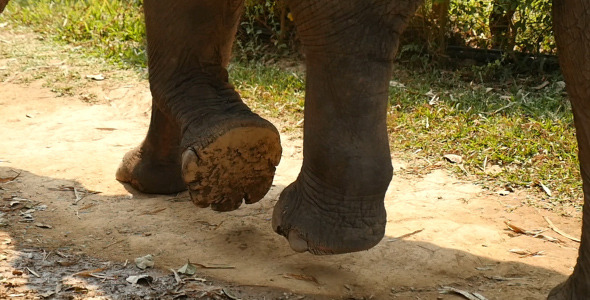 Elephant Feet Walking 2, Stock Footage | VideoHive