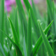 Grass 03 - VideoHive Item for Sale