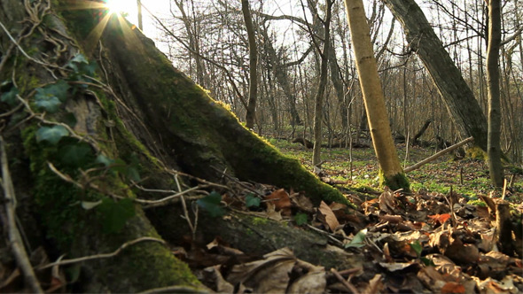 Forest Floor in Spring