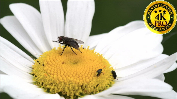 A Big Fly on the Mayweed Flower alt