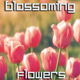 Blossoming Flowers - VideoHive Item for Sale