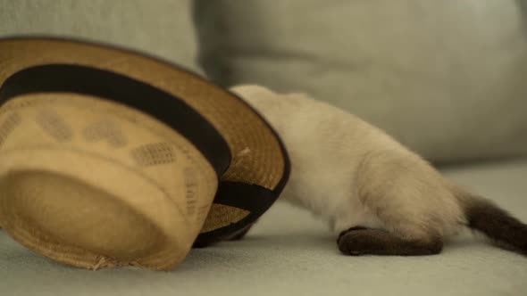 A Cute Kitten Plays 2 alt