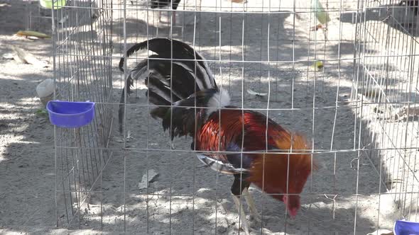 Two Chickens Fight To The Death In A Fight In Mexico 2 alt