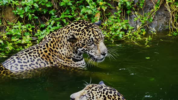 Slow-motion of Two jaguar playing and swimming in pond