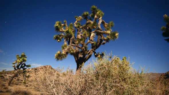 Joshua Tree At Night Full Moon -  8 alt