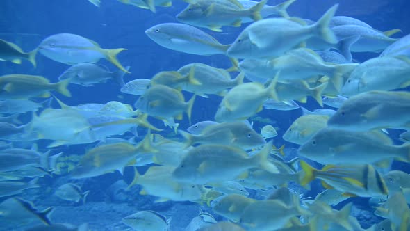 Large Aquarium Fish Tank 3 alt