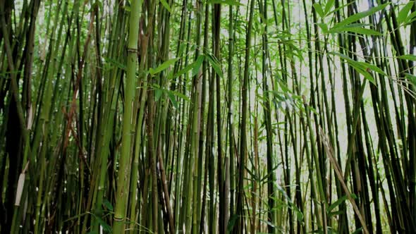 Bamboo Forest 3 alt