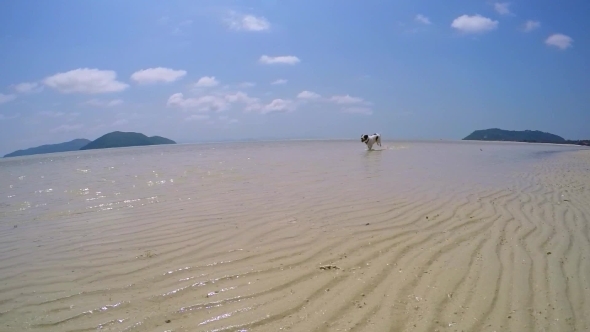 Active Athletic Funny Dog Running In Sea On Beach