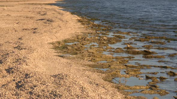 The Salton Sea California  alt