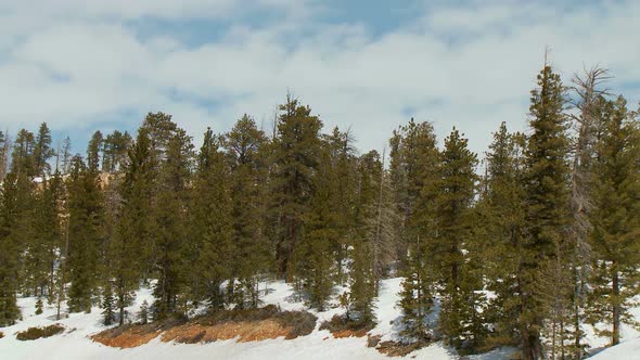 Clouds And Trees alt