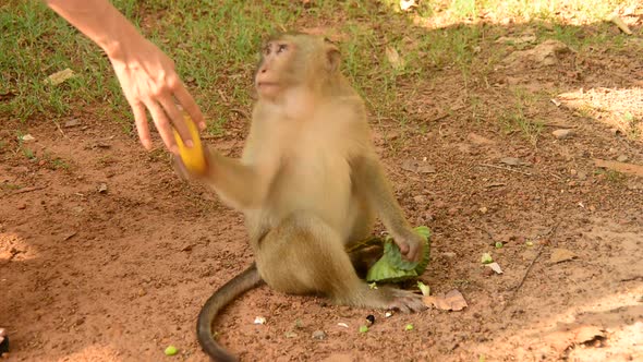 Monkey Eating Lotus Seeds - Angkor Wat Temple Cambodia 2 alt