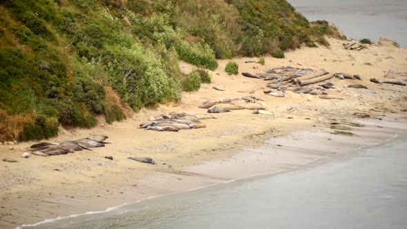 Elephant Seals At Point Reyes California 1 alt