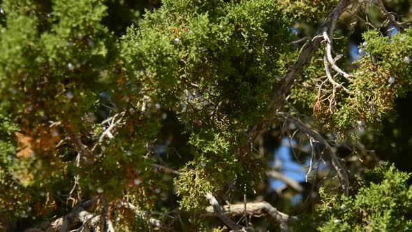 Pinion Pine Swaying In The Wind 1