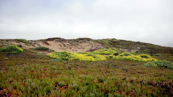 Sand Dune 