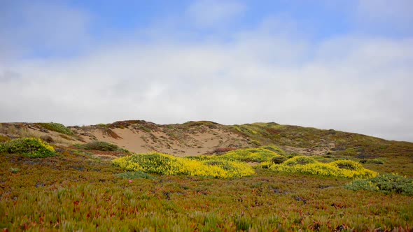 Sand Dune 1