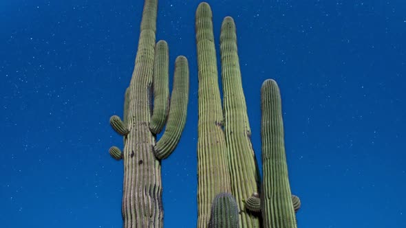 Night Desert Cactus With Star 1