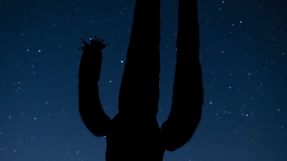 Night Desert Cactus With Star 2