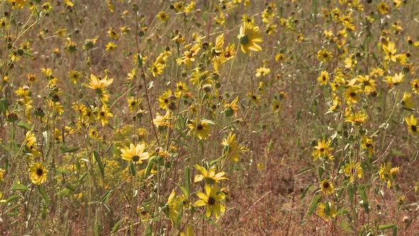 Field Of Wild Flowers - Clip 4