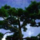 Trees In The Imperial Garden At Night - Tokyo Japan 2 - VideoHive Item for Sale