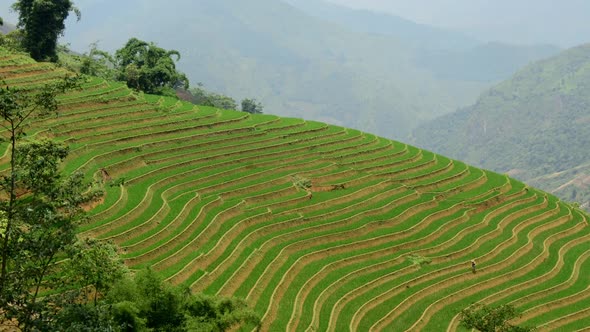 Scenic Rice Terraces - Northern Mountains Of Sapa Vietnam