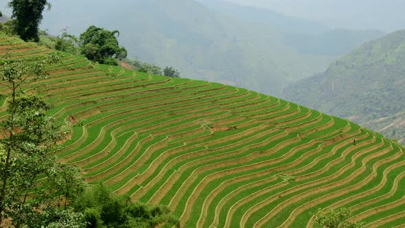 Scenic Rice Terraces In The Northern Mountains Of Vietnam -  Sapa Vietnam