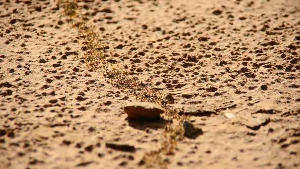 Giant Ant Colony On The March In The Jungle 12