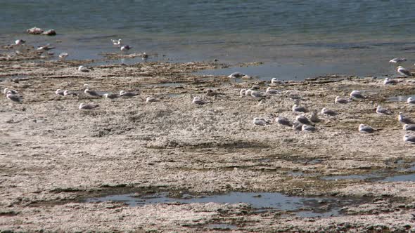 Seagulls And Birds At Mono Lake