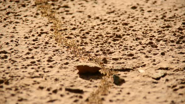 Giant Ant Colony On The March In The Jungle 13