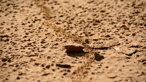 Giant Ant Colony On The March In The Jungle 2