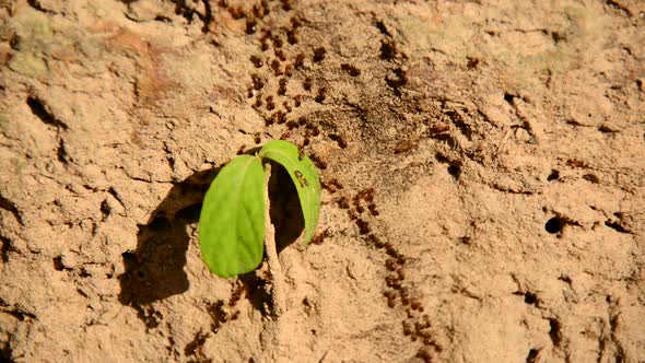 Giant Ant Colony On The March In The Jungle 6