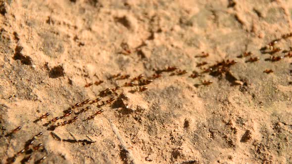 Giant Ant Colony On The March In The Jungle 8