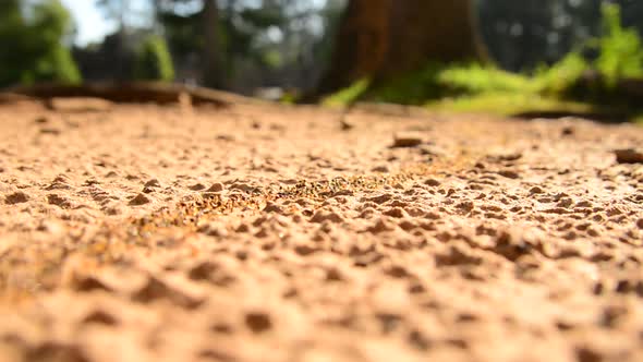 Giant Ant Colony On The March In The Jungle 9