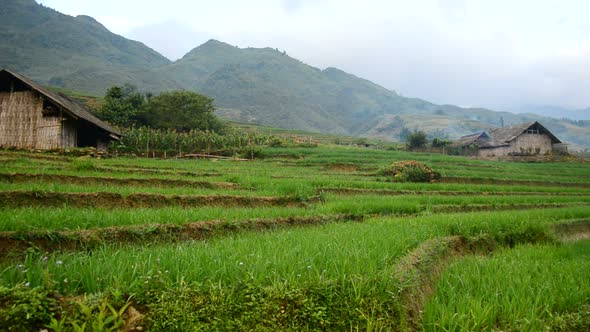 View Of  Farm With Rice Terraces In Valley Sapa Vietnam