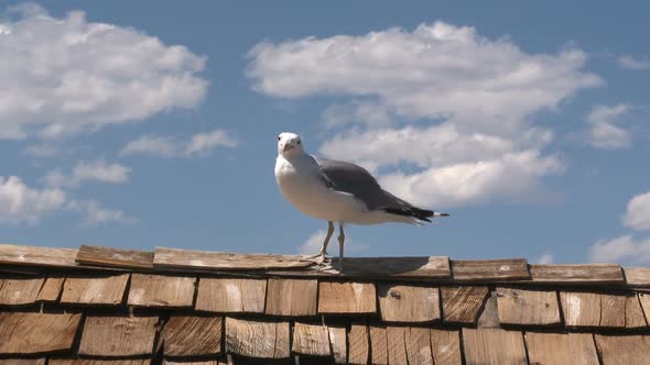 Seagull At Mono Lake  California 1