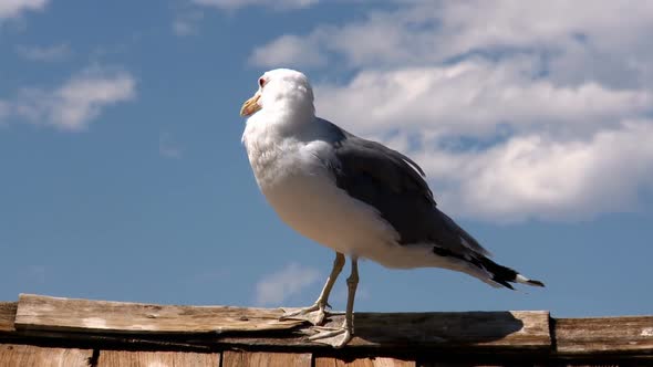 Seagull At Mono Lake  California 2
