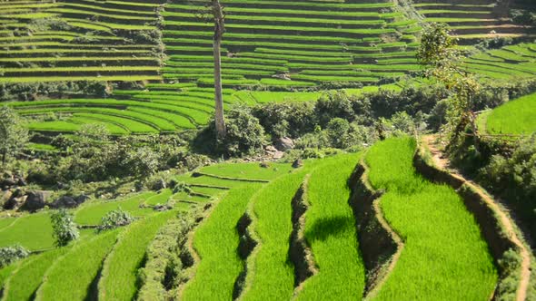 Rice Terraces In Green Valley Mountains Of Sapa Vietnam 4