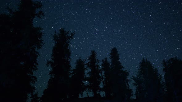 Ancient Bristlecone Trees At Night  1