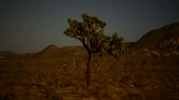 Joshua Tree And Aircraft And Stars In The Desert Sky