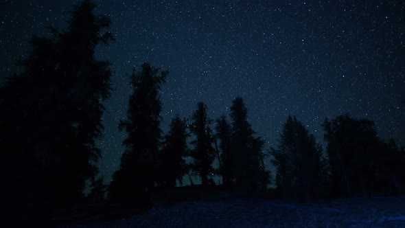 Ancient Bristlecone Trees At Night - 2