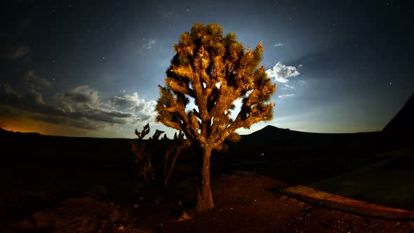 Joshua Tree At Night