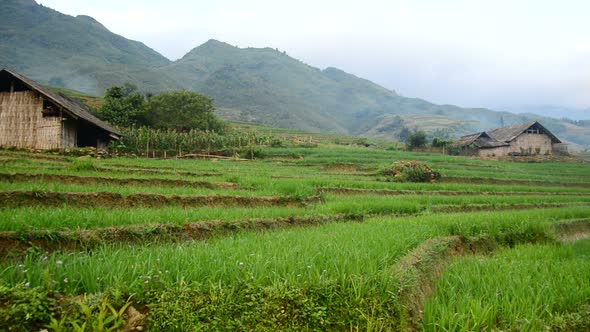 Farm With Rice Terraces In Valley Sapa Vietnam