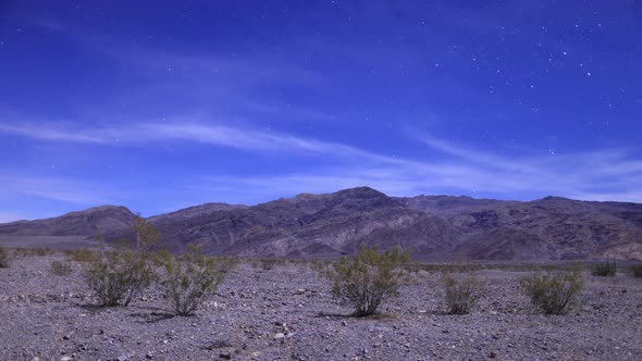 Joshua Tree At Night 1