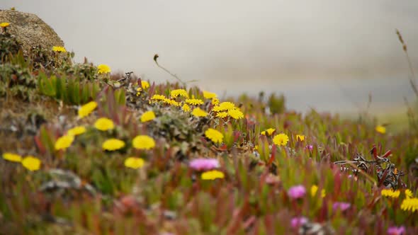 Wild Flowers - Point Reyes National Park 2