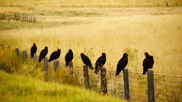 Wild Turkey Vulture Buzzards Sitting On A Fence 1