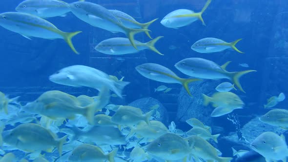 Aquarium Fish Tank