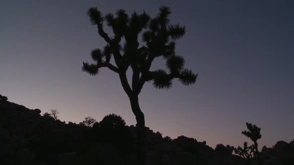 Joshua Tree At Sunset